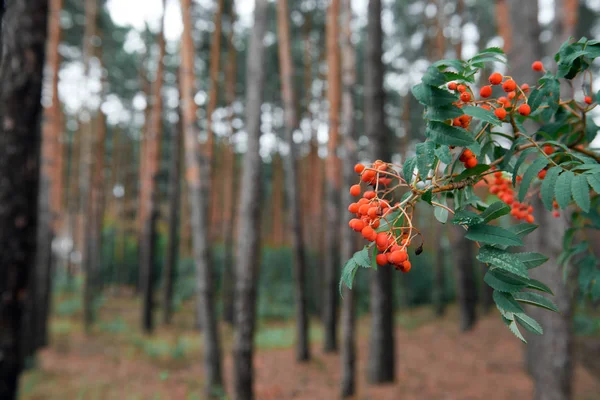 Червоні Ягоди Сосновому Лісі Фон Красивий Дикий Ландшафт Природи — стокове фото