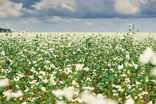 Champ Fleurs Sarrasin Fleuri Forêt Loin Horizon Beau Ciel Lumineux — Photo