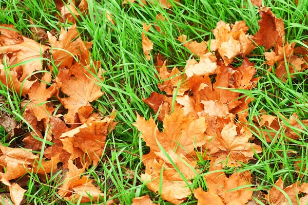 Żółte Liście Zielonej Trawie Jako Tło Piękny Krajobraz Jesienny — Zdjęcie stockowe