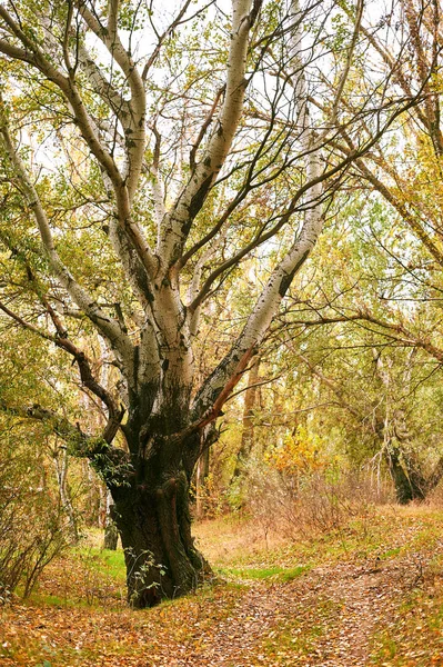Schöne Herbstlandschaft Gelbe Blätter Wald — Stockfoto