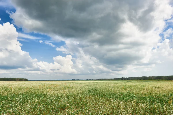 çiçek alan, çiçekli buğday ve uzak ufukta güzel parlak gökyüzü bulutlu, güzel yaz manzara orman