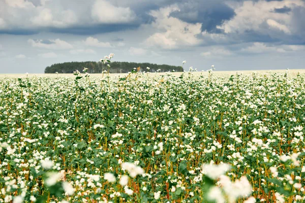 Champ Fleurs Sarrasin Fleuri Forêt Loin Horizon Beau Ciel Lumineux — Photo