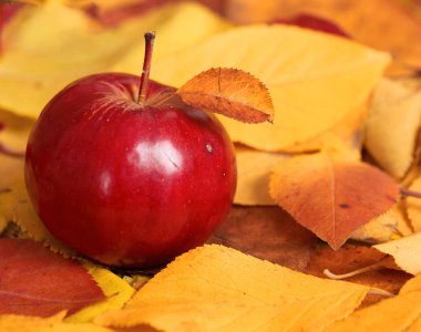 sonbaharda hasat - düşen sarı yapraklar üzerinde bir kırmızı elma var. Sonbahar sezonu için mükemmel bir arka plan.
