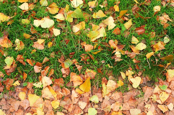 Żółte Liście Zielonej Trawie Jako Tło Piękny Krajobraz Jesienny — Zdjęcie stockowe