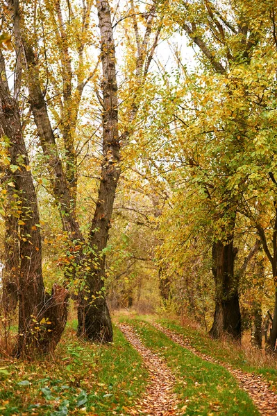 美丽的秋天风景 黄色叶子和森林的地面路 — 图库照片
