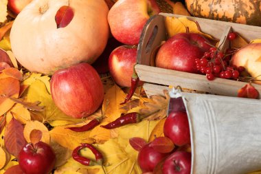 sonbaharda hasat - meyve ve sebzelerin çoğu düşen sarı yapraklar, elma, pumpkins, rowan ve biber. Sonbahar sezonu için mükemmel bir arka plan.