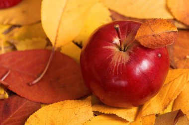 sonbaharda hasat - düşen sarı yapraklar üzerinde bir kırmızı elma var. Sonbahar sezonu için mükemmel bir arka plan.
