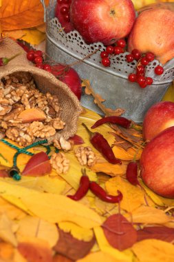 sonbaharda hasat - meyve ve sebzelerin çoğu düşen sarı yapraklar, fındık, elma, pumpkins, rowan ve biber. Sonbahar sezonu için mükemmel bir arka plan.