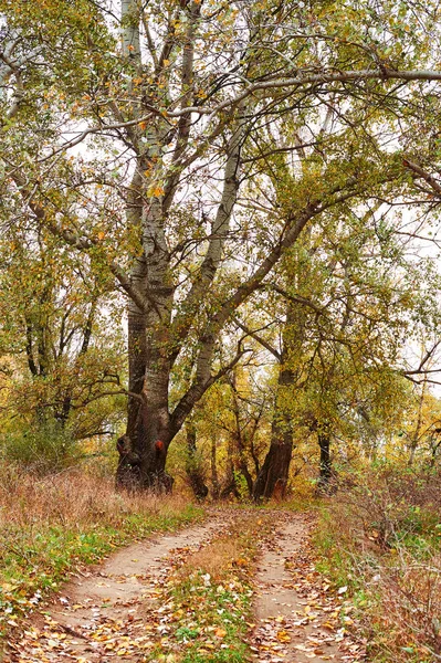 Красивий Осінній Пейзаж Жовте Листя Земляна Дорога Лісі — стокове фото
