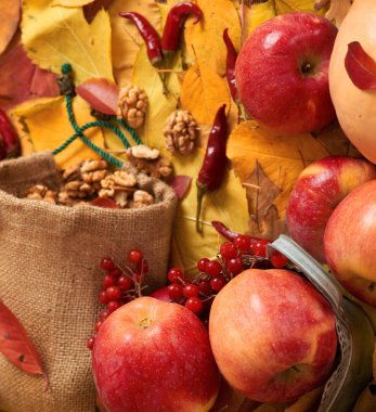 sonbaharda hasat - meyve ve sebzelerin çoğu düşen sarı yapraklar, fındık, elma, pumpkins, rowan ve biber. Sonbahar sezonu için mükemmel bir arka plan.