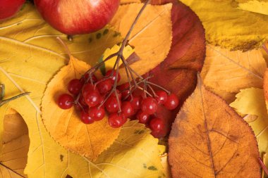 düşen sarı yapraklar sonbaharda hasat - rowan ve elma var. Sonbahar sezonu için mükemmel bir arka plan.