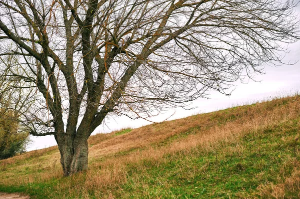 Arbre Sans Feuilles Est Sur Colline Beau Paysage Automne Dans — Photo