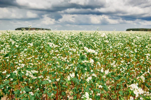 Champ Fleurs Sarrasin Fleuri Forêt Loin Horizon Beau Ciel Lumineux — Photo