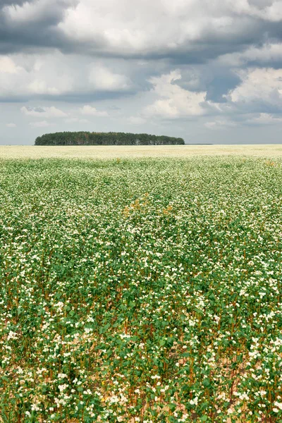 Champ Fleurs Sarrasin Fleuri Forêt Loin Horizon Beau Ciel Lumineux — Photo