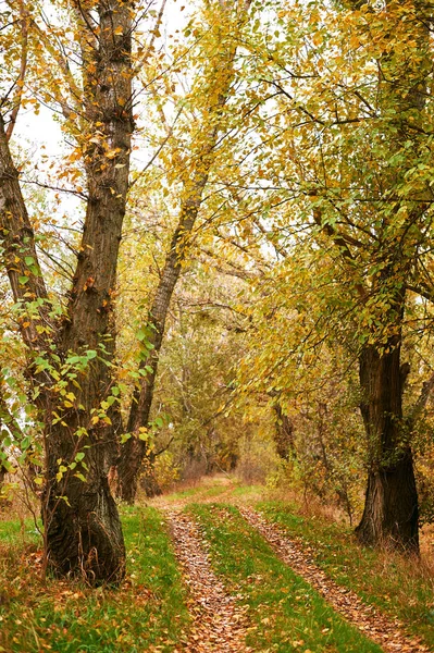 Hermoso Paisaje Otoño Hojas Amarillas Camino Tierra Bosque —  Fotos de Stock