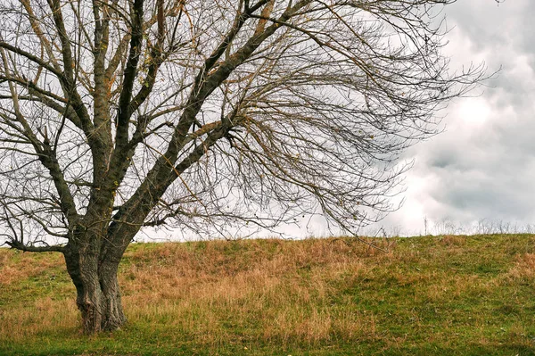 Ένα Δέντρο Χωρίς Φύλλα Είναι Στο Λόφο Όμορφο Φθινοπωρινό Τοπίο — Φωτογραφία Αρχείου