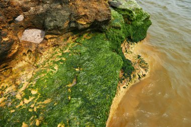 güzel deniz manzara, portre sahilde, Yalı yüksek tepeler, vahşi doğa ile taştan