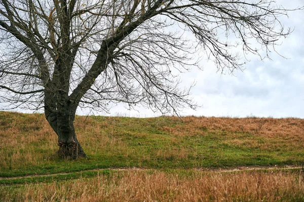 Ein Baum Ohne Blätter Steht Auf Dem Hügel Schöne Herbstlandschaft — Stockfoto