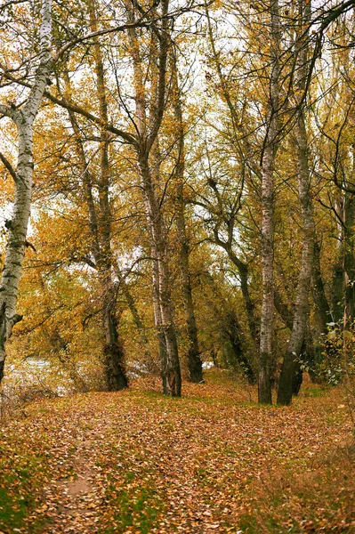 Beau Paysage Automne Feuilles Jaunes Dans Forêt — Photo