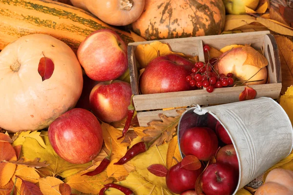 Autumn Harvest Fruits Vegetables Fallen Yellow Leaves Apples Pumpkins Rowan — Stock Photo, Image