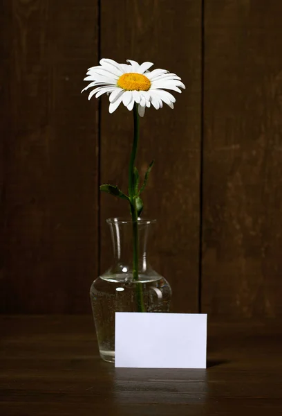 Белый Цветок Ромашки Вазе Темном Фоне Дерева Чистый Лист Бумаги — стоковое фото