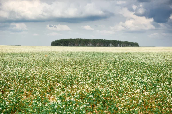 Champ Fleurs Sarrasin Fleuri Forêt Loin Horizon Beau Ciel Lumineux — Photo