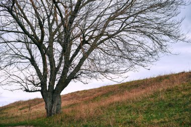 hill - orman ve huysuz gökyüzü güzel sonbahar manzara bir çam ağacı yaprakları olmadan açıktır