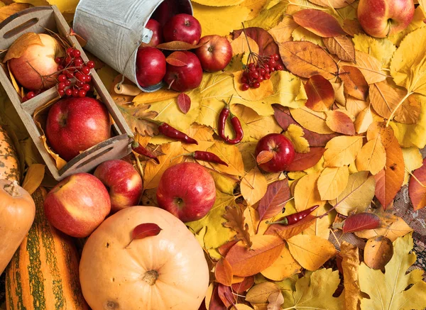 Autumn Harvest Fruits Vegetables Fallen Yellow Leaves Apples Pumpkins Rowan — Stock Photo, Image