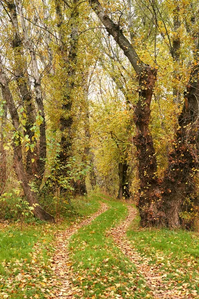 Bela Paisagem Outono Folhas Amarelas Estrada Terra Floresta — Fotografia de Stock