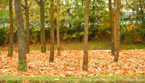 Schöne Herbstlandschaft Gelbe Blätter Der Stadt — Stockfoto