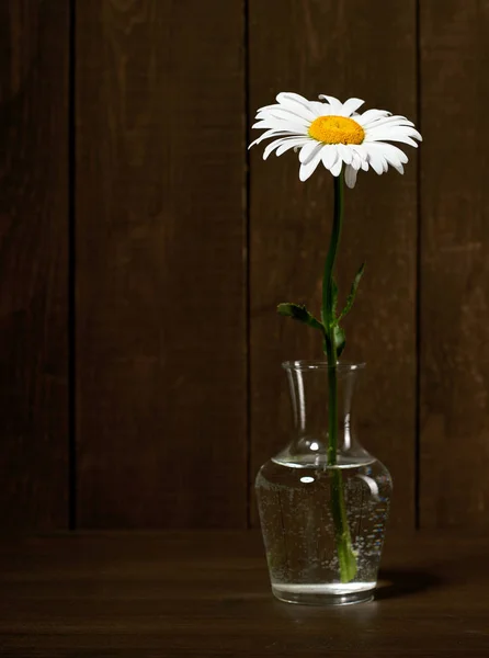 Witte Kamille Bloemen Een Vaas Donkere Houten Achtergrond — Stockfoto