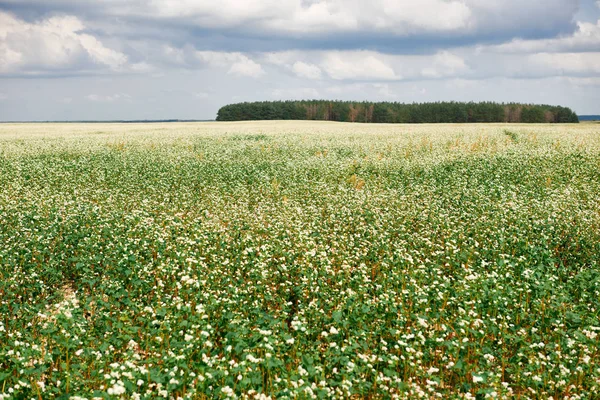 Champ Fleurs Sarrasin Fleuri Forêt Loin Horizon Beau Ciel Lumineux — Photo