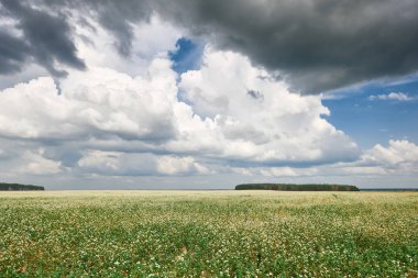 çiçek alan, çiçekli buğday ve uzak ufukta güzel parlak gökyüzü bulutlu, güzel yaz manzara orman