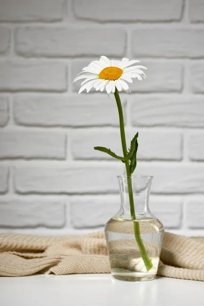 Witte Kamille Bloem Tabel Met Breien Wollen Bakstenen Muur Achtergrond — Stockfoto