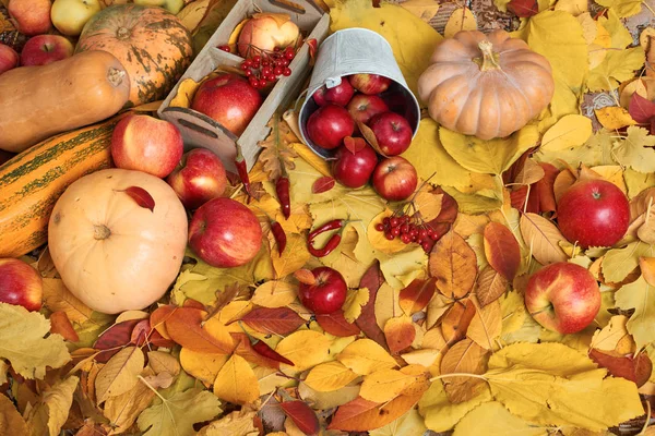 autumn harvest - fruits and vegetables are on fallen yellow leaves, apples, pumpkins, rowan and pepper. Perfect background for autumn season.
