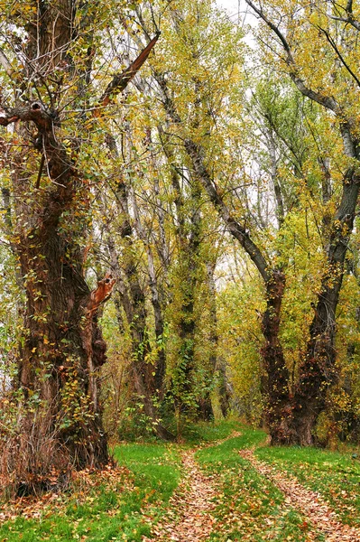 Красивий Осінній Пейзаж Жовте Листя Земляна Дорога Лісі — стокове фото