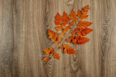 Ahşap arka planda sonbahar yaprakları