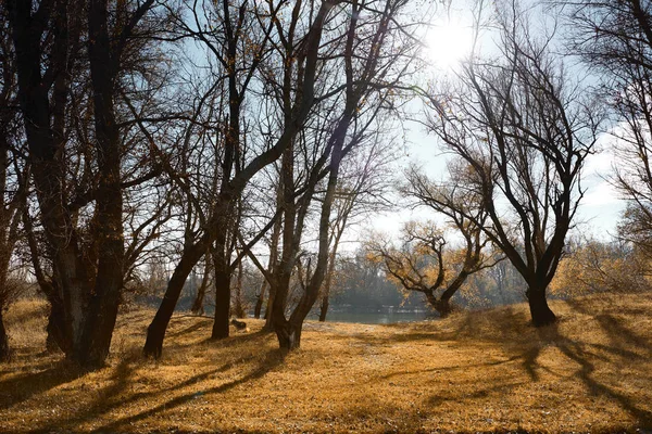 Осінній Ліс Яскравий Красивий Пейзаж Жовте Листя Дерева — стокове фото