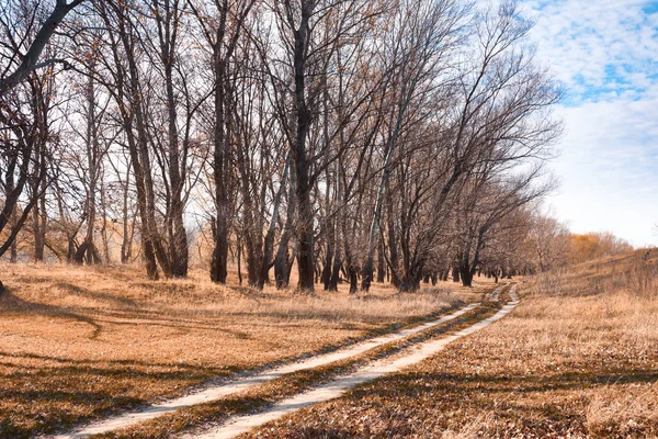 Осінній Ліс Яскравий Красивий Пейзаж Жовте Листя Дерева — стокове фото