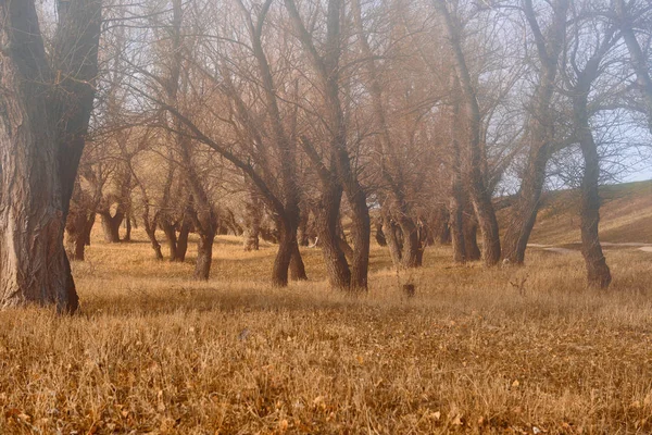 Осенний Лес Яркий Красивый Пейзаж Желтые Листья Деревья — стоковое фото