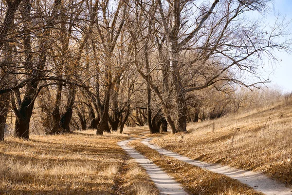 Осінній Ліс Яскравий Красивий Пейзаж Жовте Листя Дерева — стокове фото