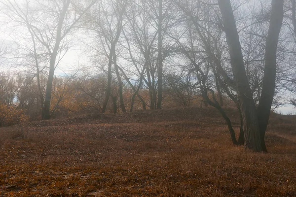Jesień Las Jasny Piękny Krajobraz Żółte Liście Drzewa — Zdjęcie stockowe