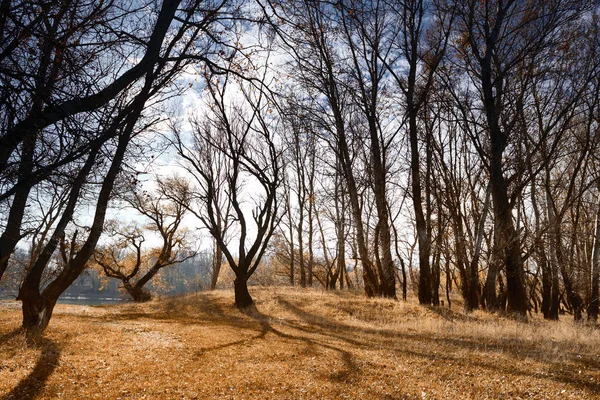 Осінній Ліс Яскравий Красивий Пейзаж Жовте Листя Дерева — стокове фото