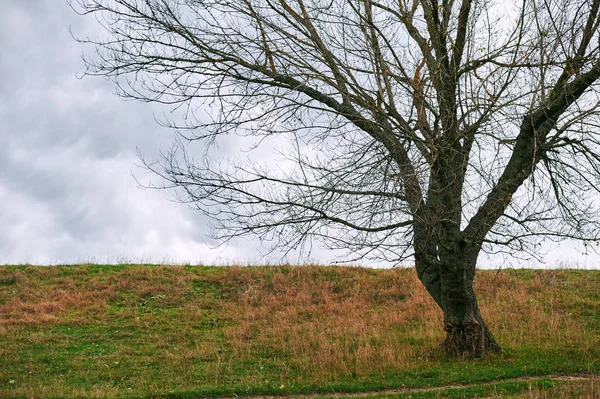 one tree without leaves is on the hill - beautiful autumn landscape in forest and moody sky