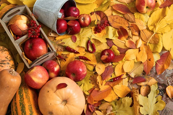 Autumn Harvest Fruits Vegetables Fallen Yellow Leaves Apples Pumpkins Rowan — Stock Photo, Image