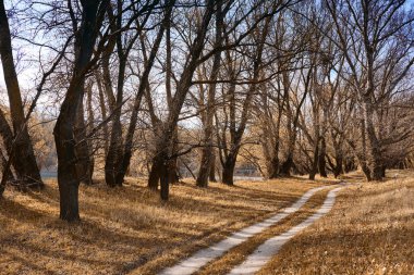 Sonbahar Orman, parlak güzel manzara, sarı yapraklar ve ağaçlar