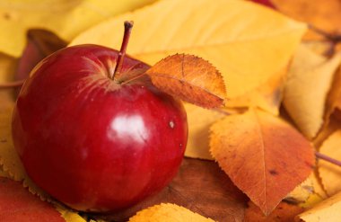 sonbaharda hasat - düşen sarı yapraklar üzerinde bir kırmızı elma var. Sonbahar sezonu için mükemmel bir arka plan.
