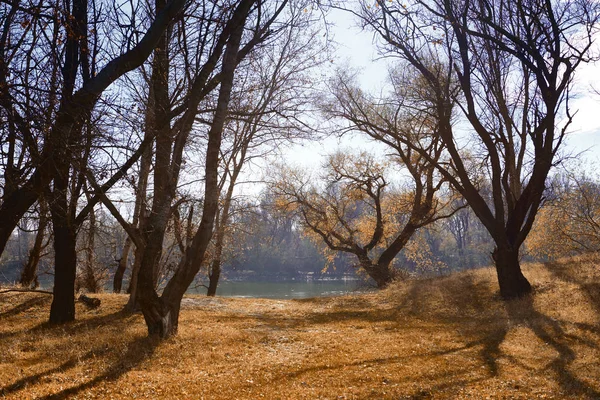 Őszi Erdő Világos Szép Táj Sárga Levelek Fák — Stock Fotó
