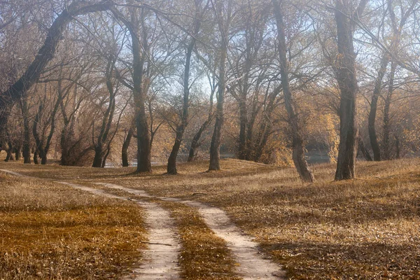 Forêt Automne Beau Paysage Lumineux Feuilles Jaunes Arbres — Photo