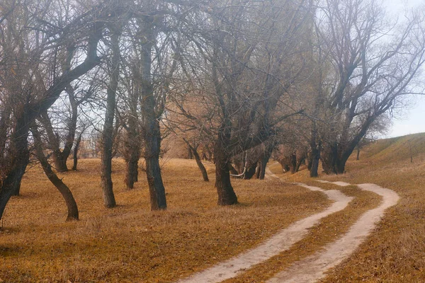 Forêt Automne Beau Paysage Lumineux Feuilles Jaunes Arbres — Photo